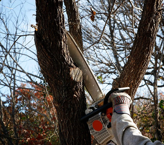 A close-up view of a professional performing tree trimming with a chainsaw. The image shows a worker’s gloved hand firmly holding the saw as it cuts through a branch, surrounded by a backdrop of bare tree limbs and autumn foliage under a clear blue sky, highlighting safe and efficient tree care practices.