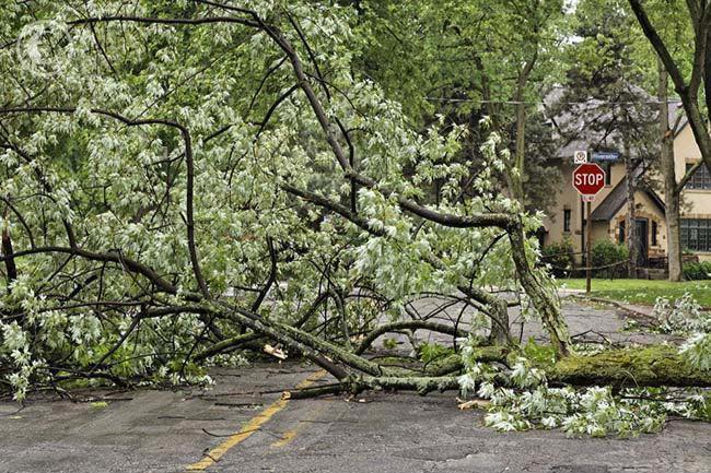 A fallen tree blocking a residential street after a storm, with branches and debris scattered across the road. A stop sign and nearby houses are visible in the background, emphasizing the need for prompt emergency tree removal services to restore safety and accessibility.